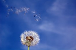dandelion-37-1388001-1279x850