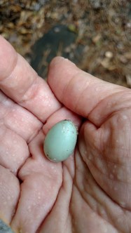 egg