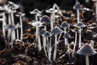 grey small mushroom on brown soil